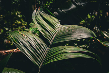 Plants and Flowers