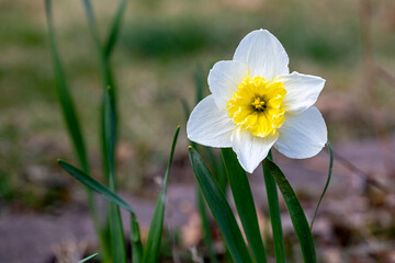 yellow Daffodils in the garden is blooming at springtime