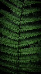 Fototapeta premium Plants and Flowers