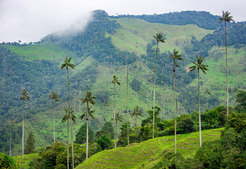 Lush green landscape of Cocora Valley with wax palms, Quindio, Colombia