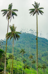 Obraz premium Tall wax palms in Cocora Valley, Quindío, Colombia, with lush greenery and misty hills