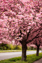 Sakura Alley. Blooming rose trees in the park. Spring Nature
