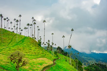Fotobehang Serene and lush landscape of Valle del Cocora, Colombia, with iconic wax palm trees and cloud-covered mountains © Jhampier