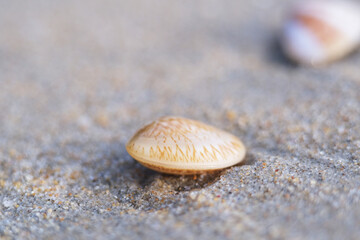 Found fresh clams at the seashore