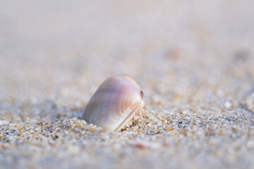 Found fresh clams at the seashore
