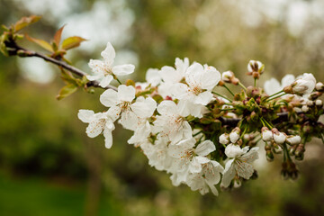 A branch of a blooming white cherry tree on the background of greenery. garden.