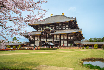 Great Buddha Hall of todaiji with cherry blossom in nara, japan