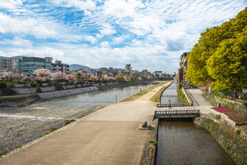 Cherry blossoms along the Kamo River in Kyoto city, Kansai, Japan