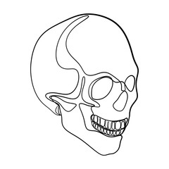 Human Skull Continuous One Line Drawing. Skull Outline Drawing Line Art. Human Skull Line Abstract