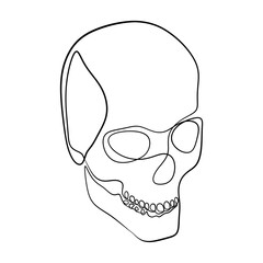 Human Skull Continuous One Line Drawing. Skull Outline Drawing Line Art. Human Skull Line Abstract