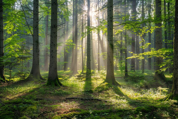Fototapeta na wymiar A serene forest scene with sunlight streaming through the trees.