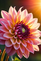 Close up of pink dahlia flower in the garden with sunlight