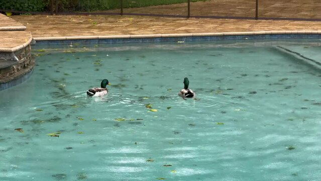 Two male mallard ducks in the rain in the backyard swimming pool in Los Angeles, Southern California