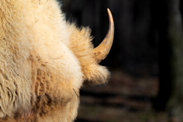 Rare White Bison on Safari Adventure