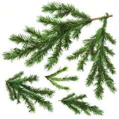 Fresh green fir branches isolated on a white background