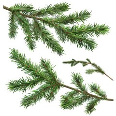 Assorted evergreen fir branches isolated on white background