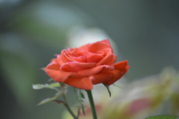 Blühende rote Rose
