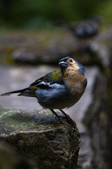 yellow wagtail on a branch