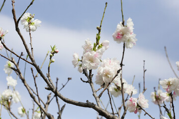 Branches of sakura flowers, cherry blossom