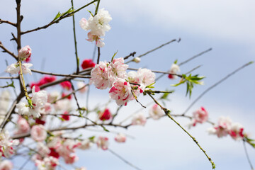 Branches of sakura flowers, cherry blossom