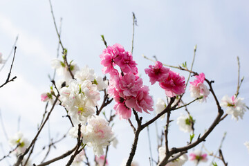 Branches of sakura flowers, cherry blossom