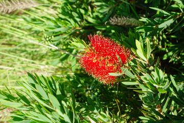 Closeup of flowering dwarf red Callistemon also known as Bottlebrush or Little John in Spring