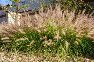 Closeup of dense and robust clumping Fountain grass often growing in residential roadside verges in American Southwest