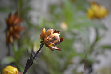 Herbstliche Blumenknospe