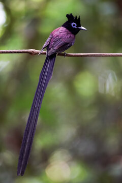 Beutifull of Black Paradise-flycatcher on the branch in Thailand.