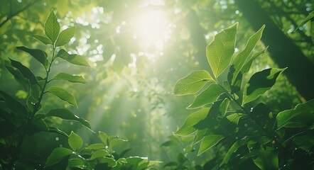 a green forest with the sun shining through the leaves of the trees - obrazy, fototapety, plakaty