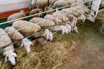 Flock of white sheep eats hay while leaning out from behind the metal fence of the pen