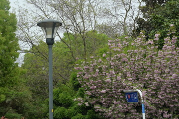 Sakura lamp