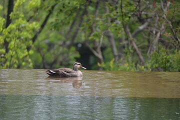 Dark swimming in the lake