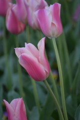 Fototapeta premium Pink Tulip 