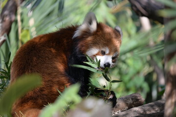 Lesser panda