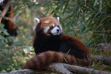 Obraz premium Lesser pandas