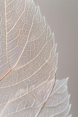 A closeup of a transparent leaf