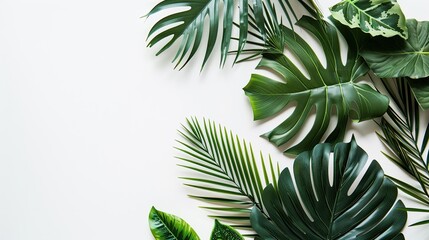 Evoke summer serenity: exotic palm leaves on minimalist tropical white background