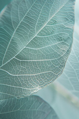A closeup of a transparent leaf