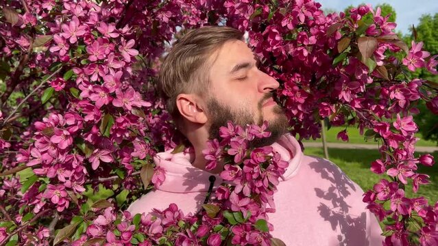 4K video. Young adult bearded white smiling man in pink hoodie in city park sniffing blossoming Japanese cherry tree, smiling and looks at camera. Spring bloom season. Little lilac flower. Sunny day