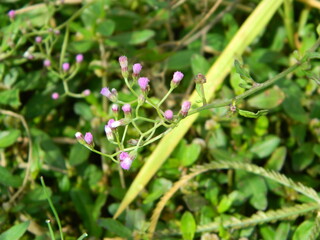 Close-up photo of a wild green plant that has beautiful flowers. Plants that grow wild in tropical nature