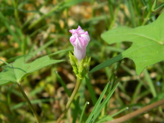 Close-up photo of a wild green plant that has beautiful flowers. Plants that grow wild in tropical nature