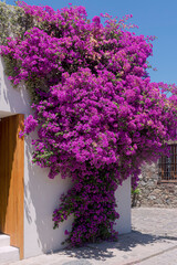 Beautiful purple flowers adorn an outdoor terrace in the Colonia, Uruguay. 