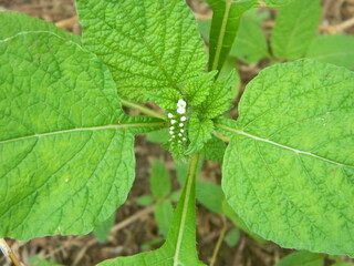 Close-up photo of a wild green plant that has beautiful flowers. Plants that grow wild in tropical nature