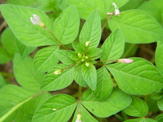 Close-up photo of a wild green plant that has beautiful flowers. Plants that grow wild in tropical...