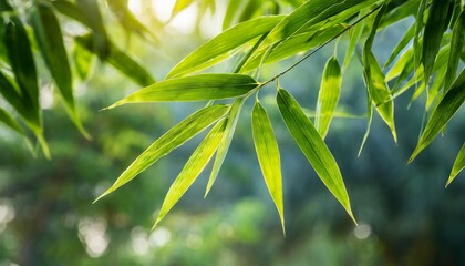 Fototapeta na wymiar Green bamboo leaves