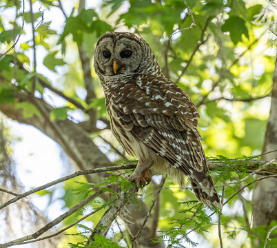 Barred Owl perched on a branch 
