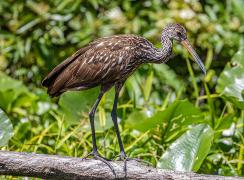 Limpkin standing on a branch