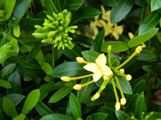Close-up photo of a wild green plant that has beautiful flowers. Plants that grow wild in tropical...