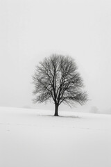 Fototapeta na wymiar An artistic black and white of a lonely tree
